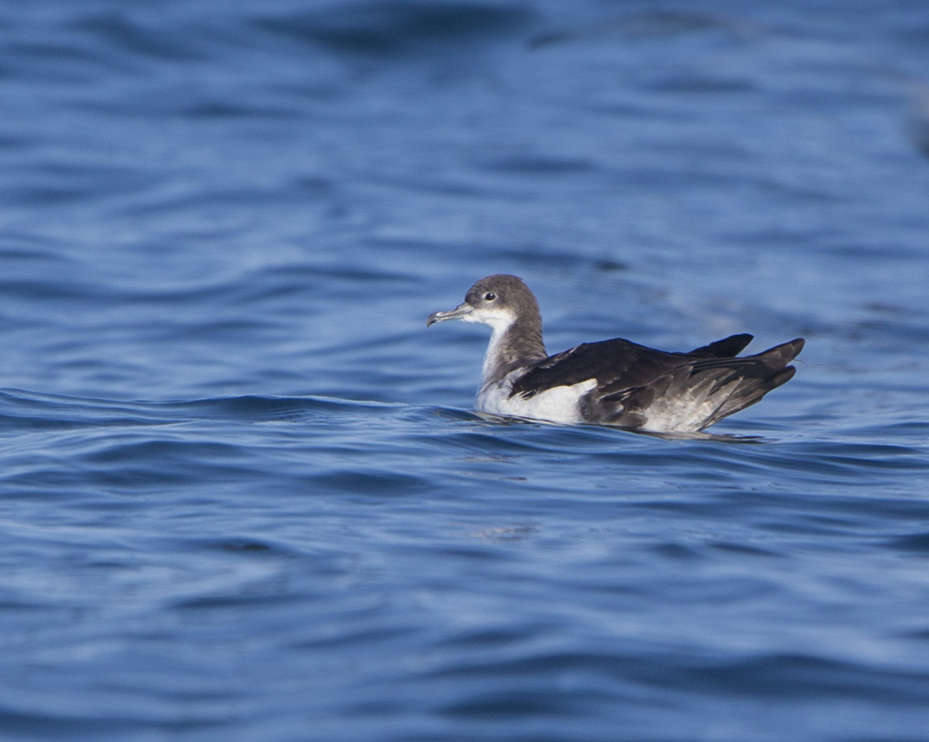 image Galapagos Shearwater